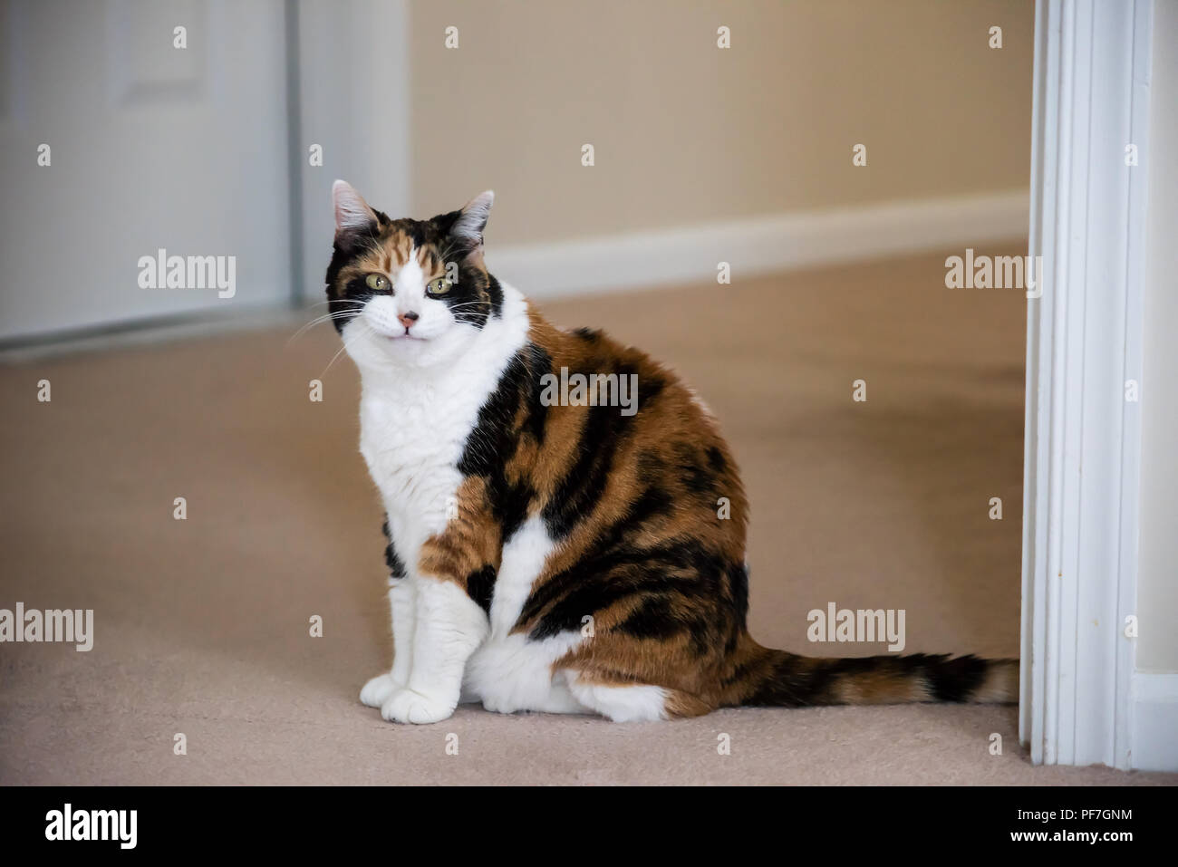 Lustig niedlich Ausdruck Gesicht Frauen Calico Katze sitzt auf dem Teppich im Haus Zimmer im Haus, grüne Augen lächelnden Mund lustig Meme Stockfoto