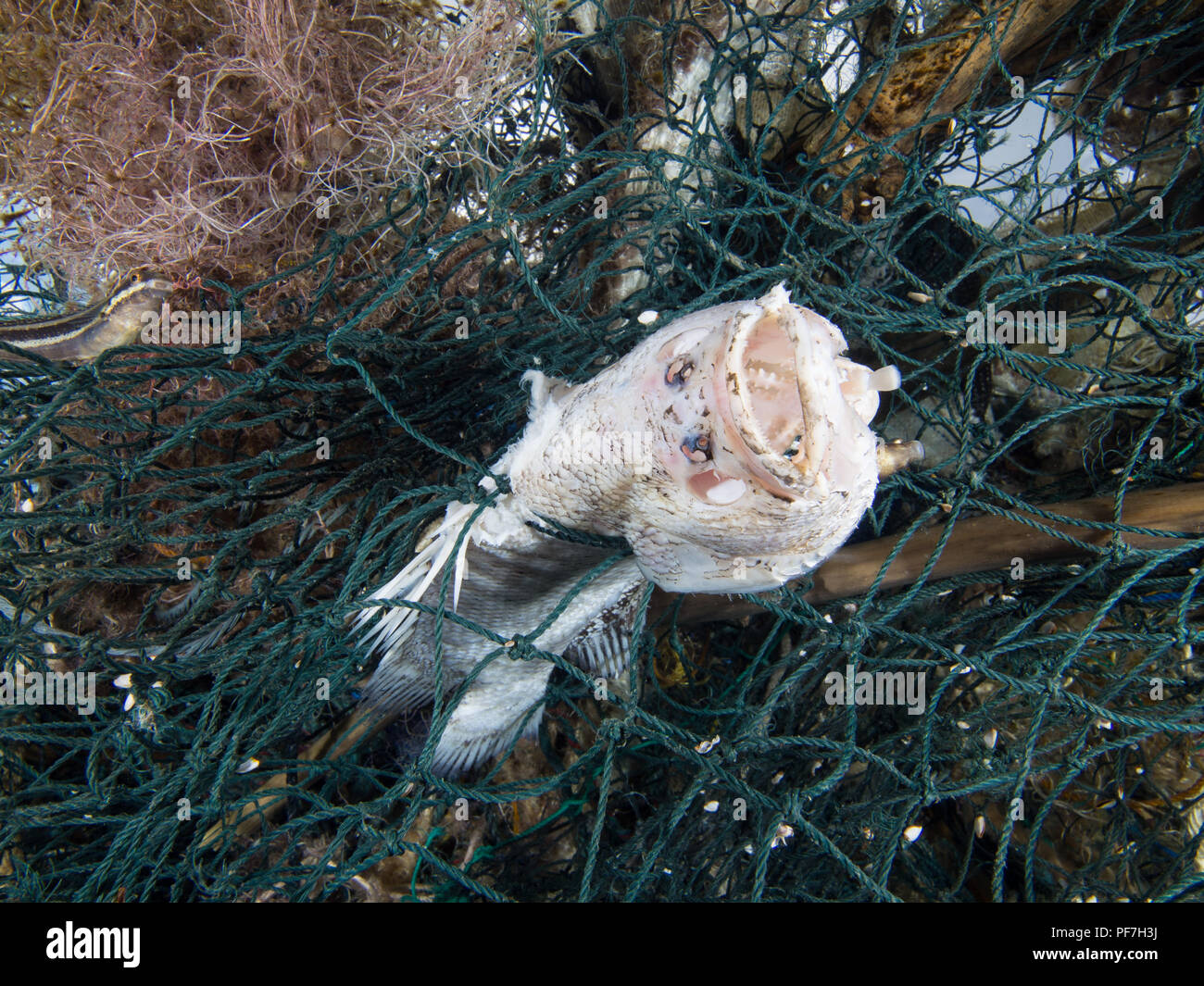 Einem toten Fisch gefangen in einer Drif net. Stockfoto