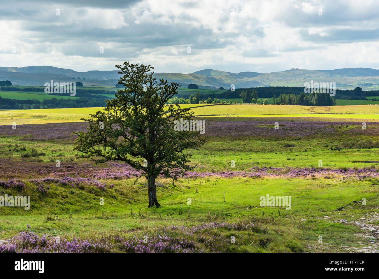 Thorn Tree und Heather auf Mooren in der Nähe von Sunbiggin Cumbria in den östlichen Rand des Lake District suchen Stockfoto