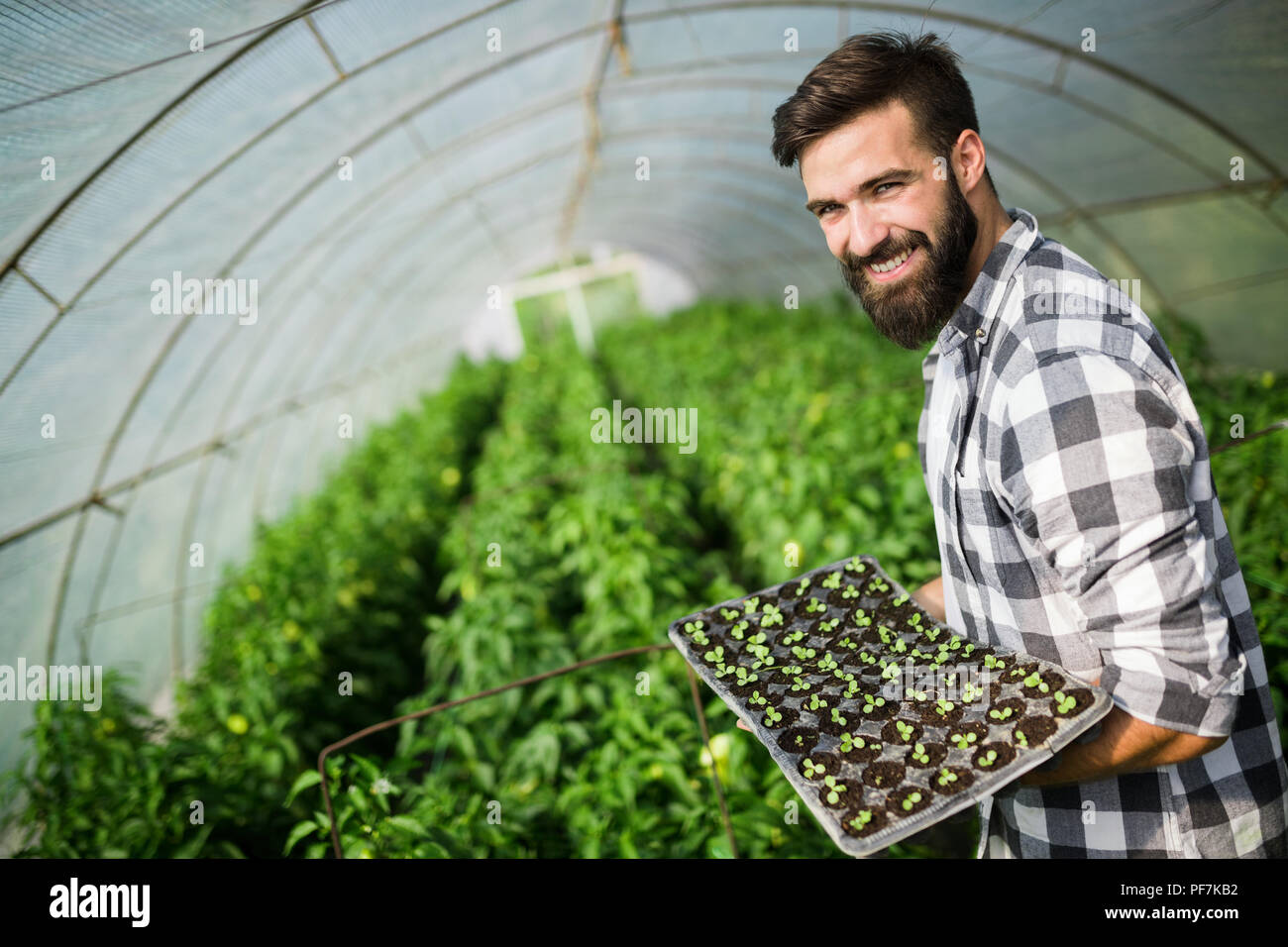 Junger Mann tun Anlagen arbeiten im Treibhaus. Stockfoto