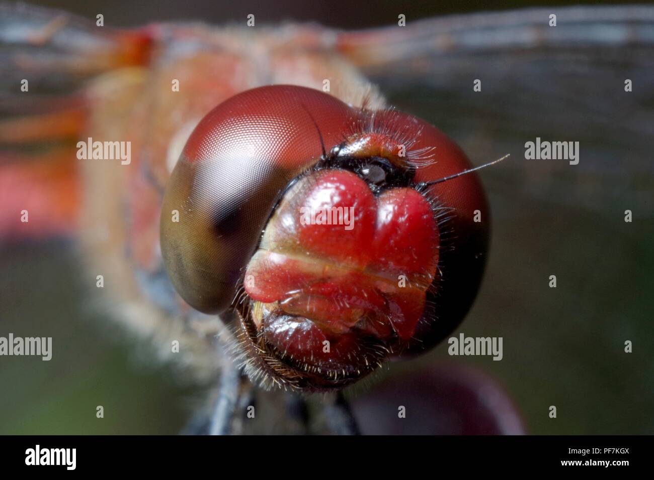 Rote Libelle Makro portrait Stockfoto