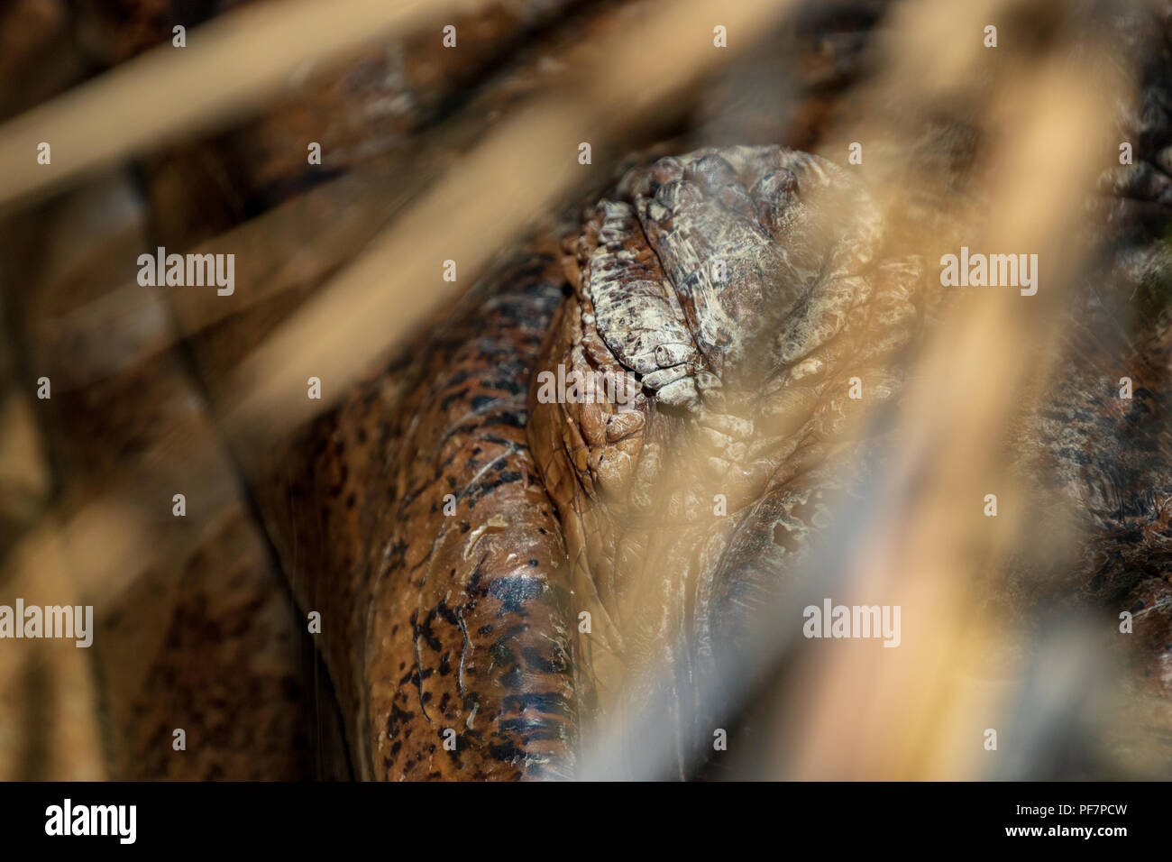 Tomistoma-Tomistoma schlegelii - Auch als False Gharial, Malaiische Gharial, Sunda Gharial - Captive Muster bekannt Stockfoto