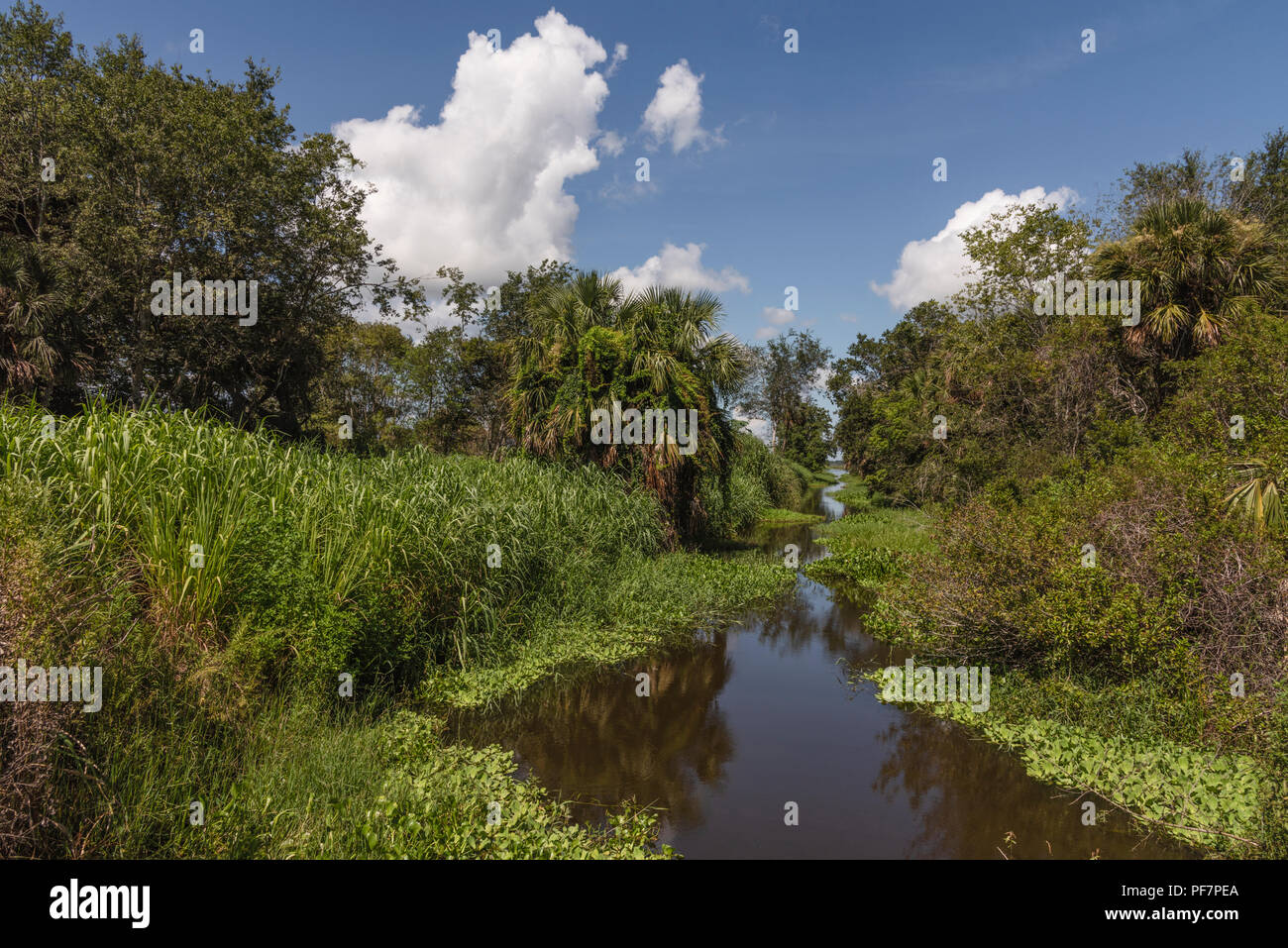 Malerische McDonald Kanal in Lake County. Florida USA Stockfoto