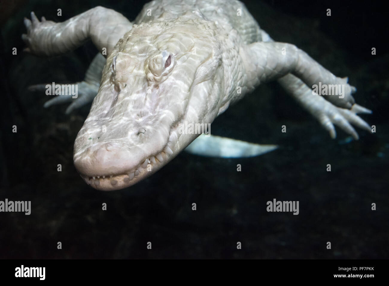 Albino Alligator am Georgia Aquarium in Atlanta, Georgia. (USA) Stockfoto