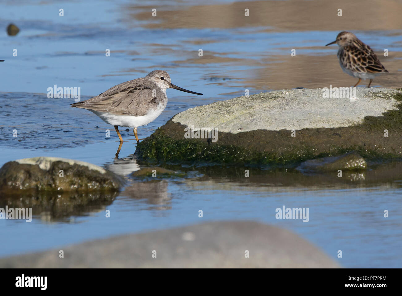 Terek sandpiper stehen zwischen Felsen auf einer flachen Einzugsgebiet an einem sonnigen Frühlingstag Stockfoto