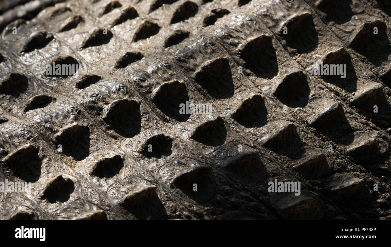Haut in Nahaufnahme eines Alligator Stockfoto