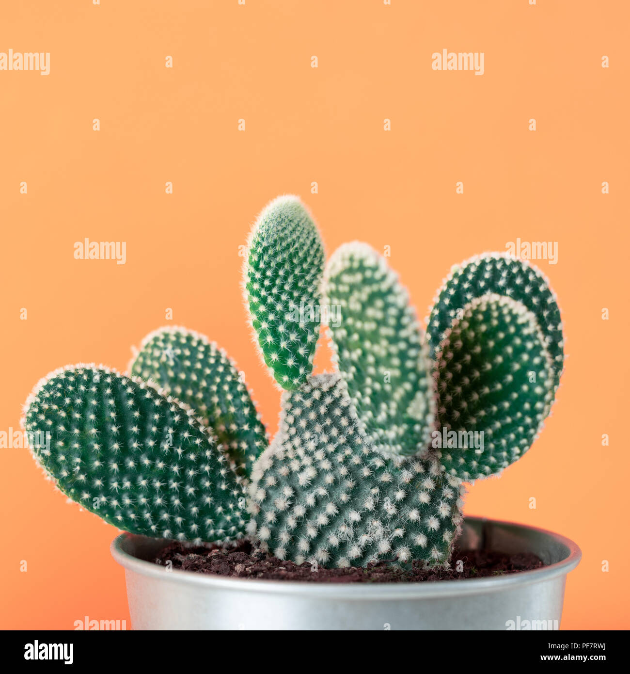 magnet kaktus Cactus Magnets – Navu Studio main image 0