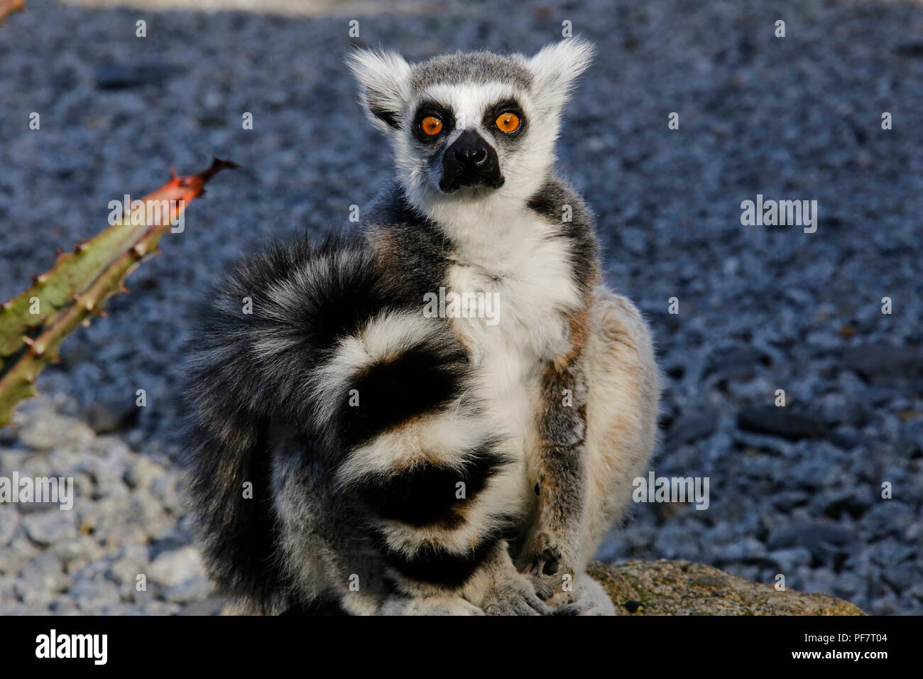 Madagassischen Lemuren Stockfoto