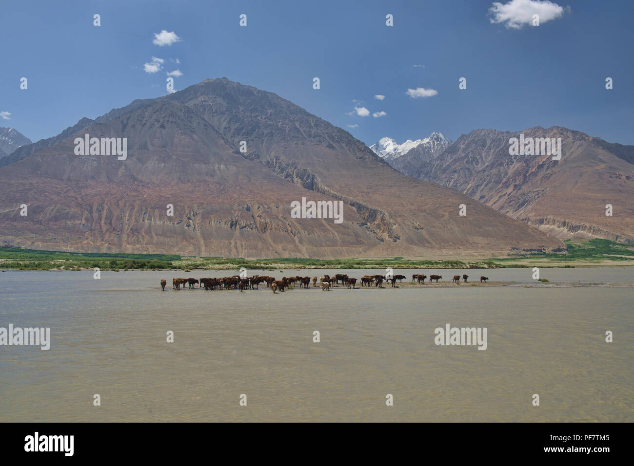 Vieh Überquerung des Panj River in den Wakhan Valley zwischen Afghanistan und Tadschikistan Stockfoto