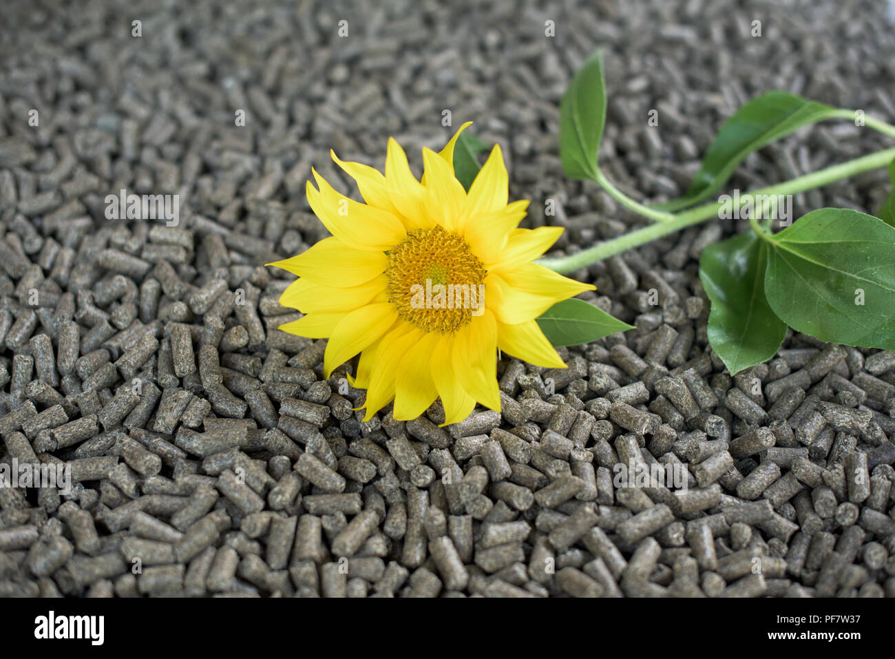 Alternative Energie - erneuerbare Materialien und Sunflower pellets Stockfoto