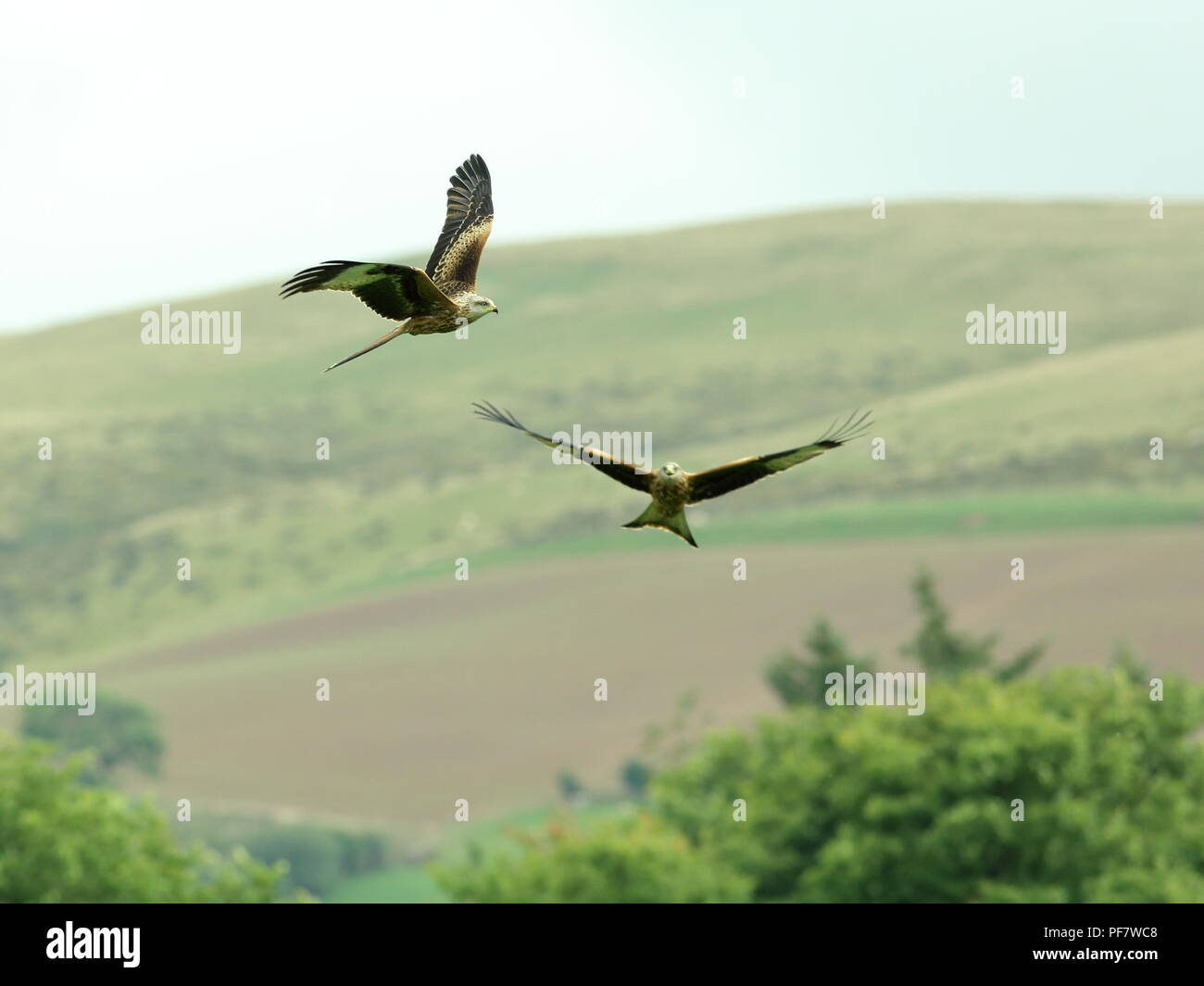 Rotmilan im Flug bei Llanddeusant Feststoffeintrag in Wales Stockfoto