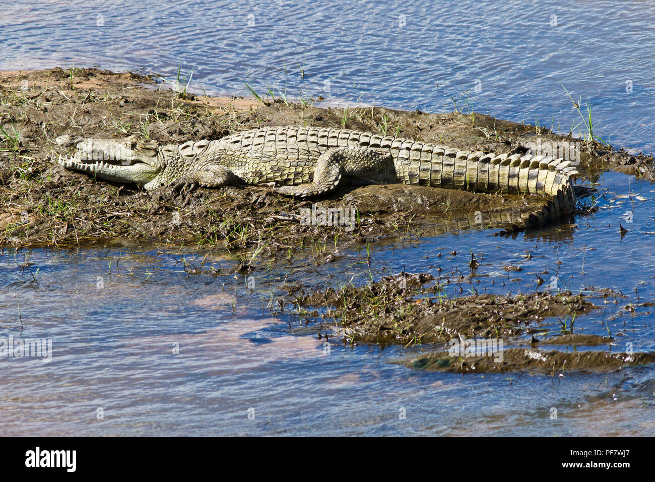 Ein drei Meter Krokodil aalt sich in der warmen Morgensonne auf einer kleinen Sandbank in der Great Ruaha River. Krokodile haben eine sehr effiziente Blut Circus Stockfoto