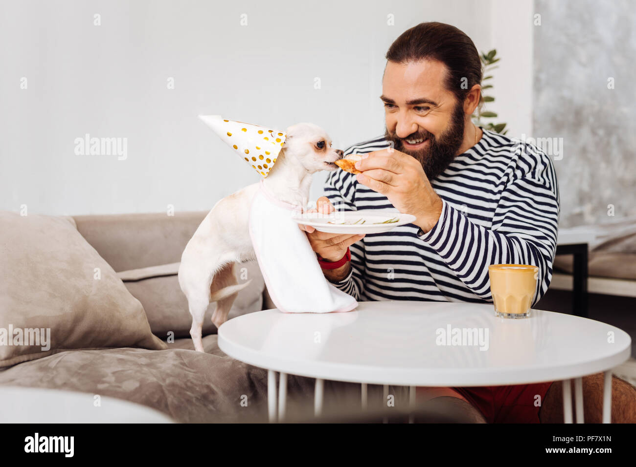 Niedlichen weißen Hund beißen, kleines Stück süßes Dessert Stockfoto