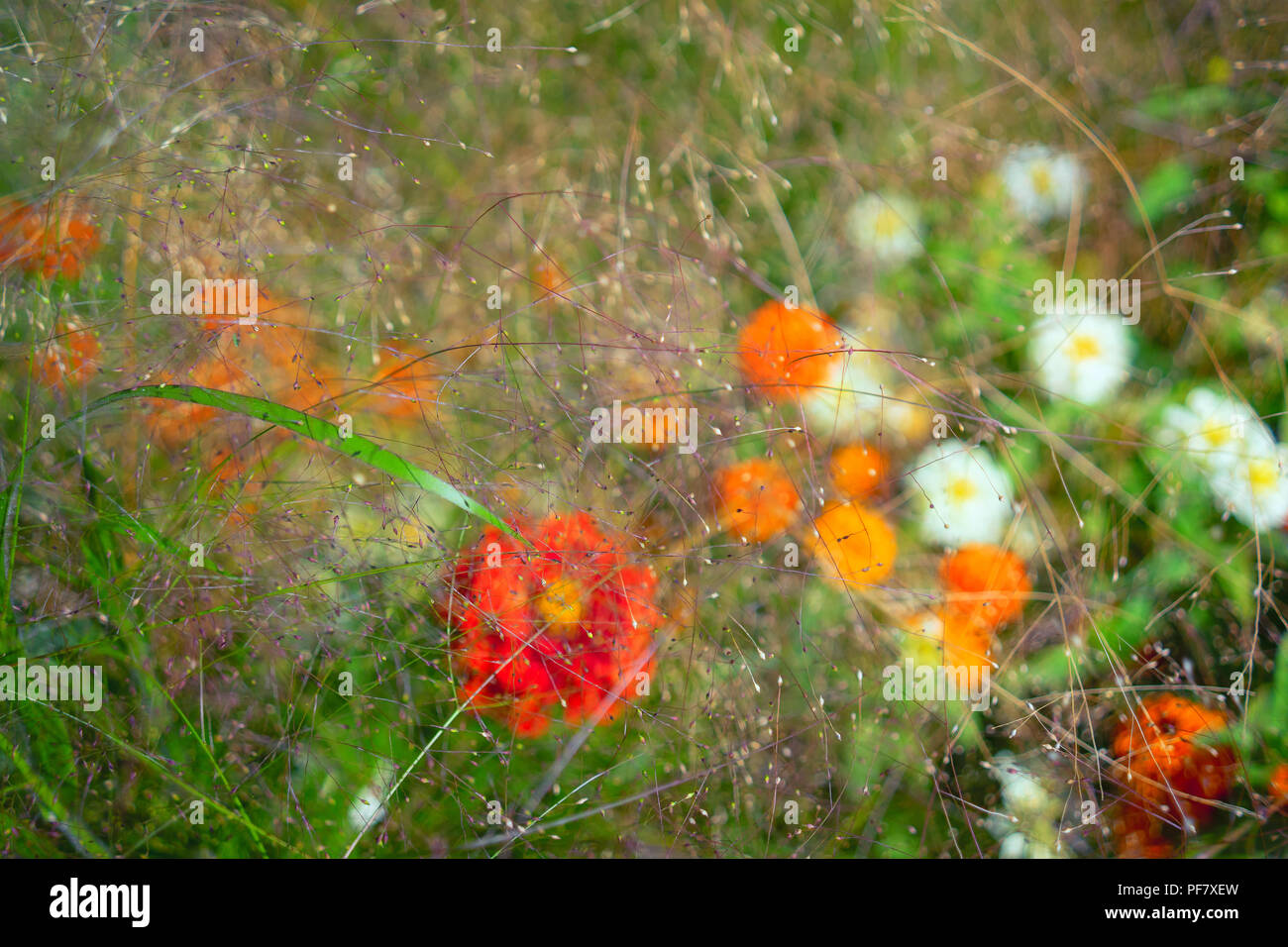 Hintergrund der unterschiedlichen Sommer Blumen Stockfoto