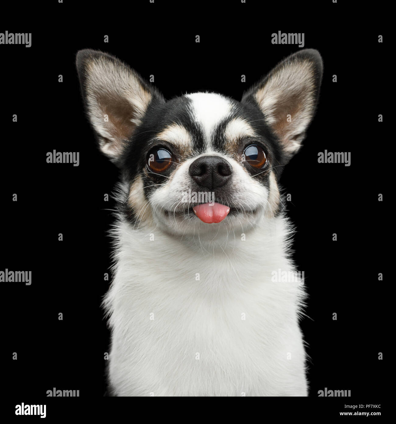 Lustige Bilder Chihuahua