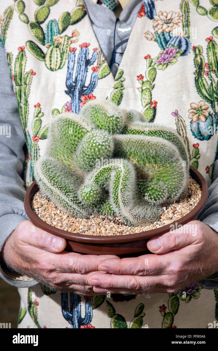 Mammillaria spinosissima cristata Kaktus in Southport Flower Show, 2018.  Mammillaria spinosissima ist eine sehr variable Art durch den weiten  Bereich der Ursprung in Mexiko. Die Farbe der Dornen oder Rost variieren von