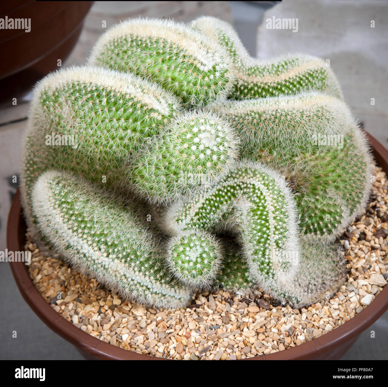 Mammillaria spinosissima cristata Kaktus in Southport Flower Show, 2018.  Mammillaria spinosissima ist eine sehr variable Art durch den weiten  Bereich der Ursprung in Mexiko. Die Farbe der Dornen oder Rost variieren von
