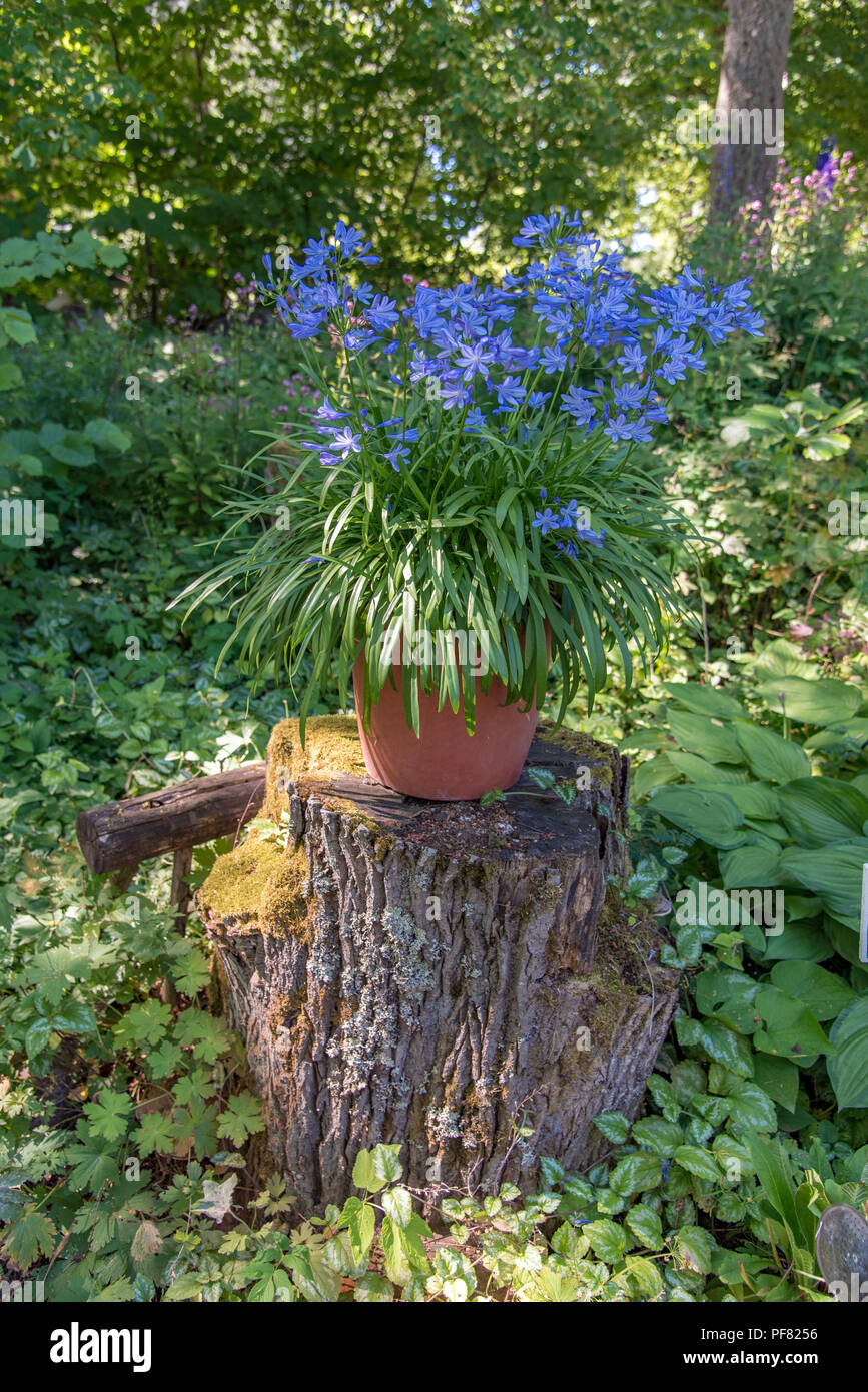 Blaue Blumen in einem Topf auf einem Baumstumpf im Garten Stockfotografie -  Alamy