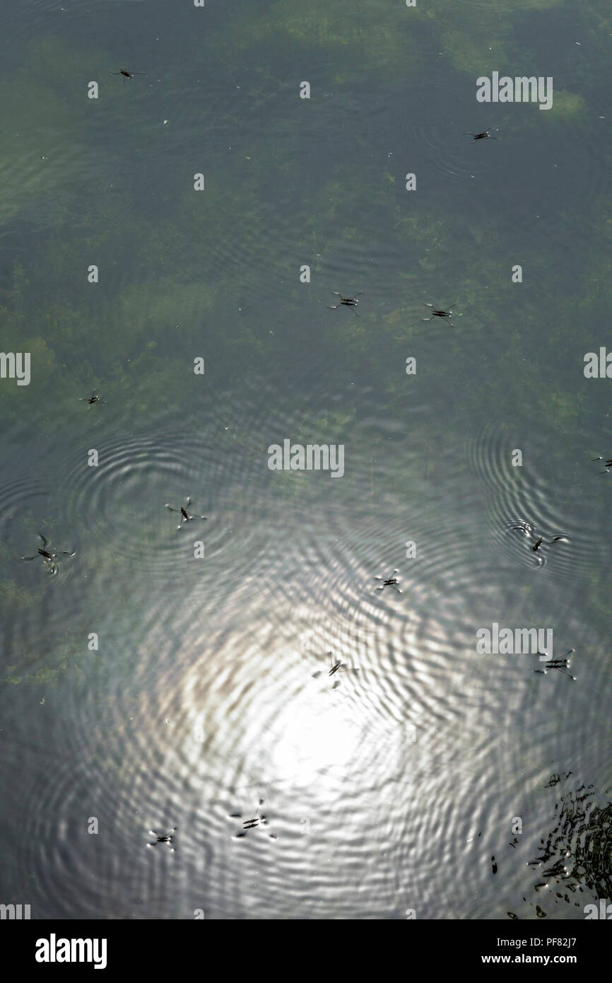 Licht auf der Oberfläche der Teich mit kleinen Bugs schwimmend auf der Oberfläche spiegelt. Stockfoto