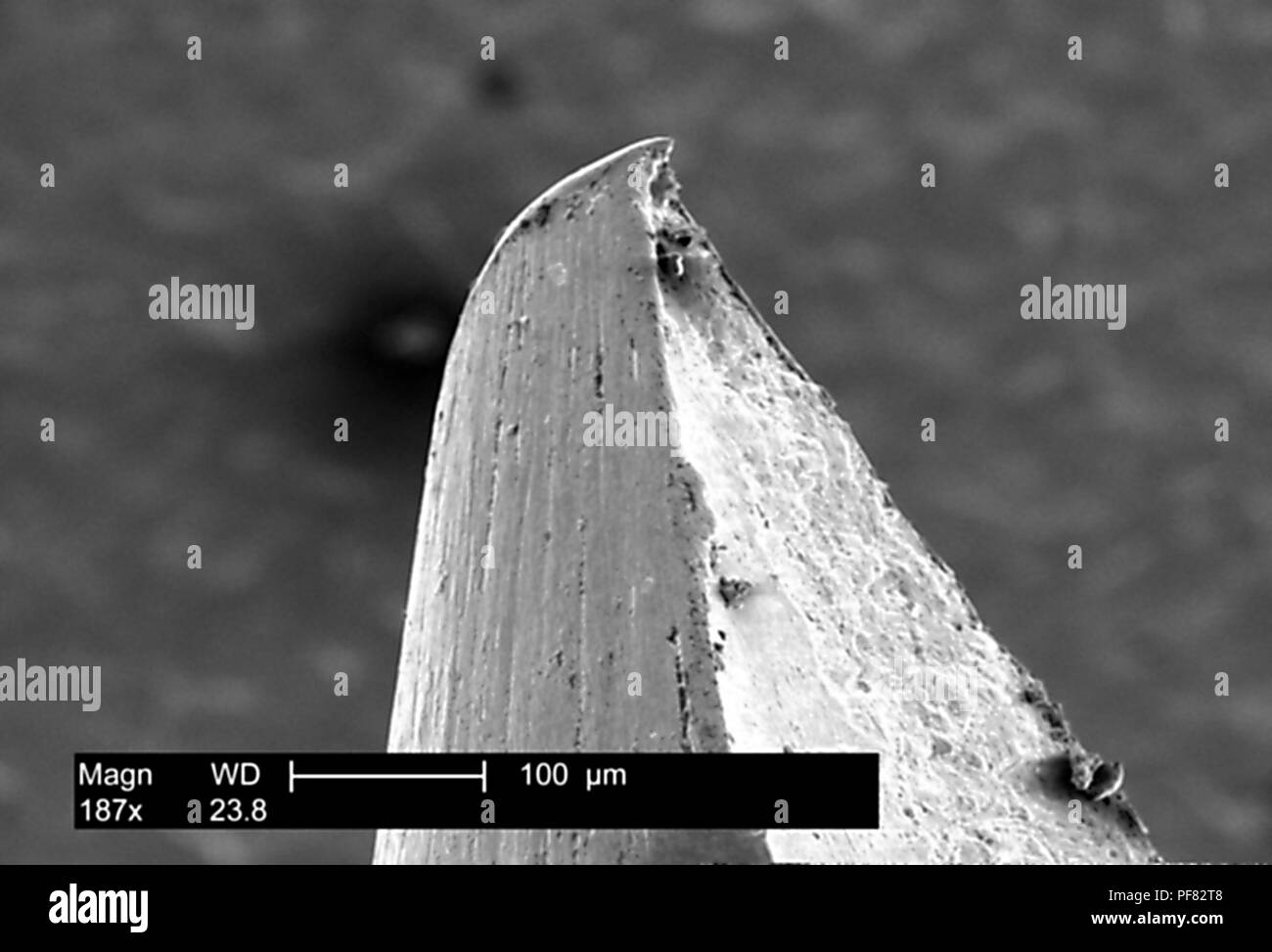Aufgeraute Oberfläche an der Spitze eines gegabelten Pockenimpfung Kanüle, in die 187 x vergrößert dargestellt Rasterelektronenmikroskopische (SEM) Bild, 1999. Mit freundlicher Seuchenkontrollzentren (CDC)/Janice Haney Carr. () Stockfoto