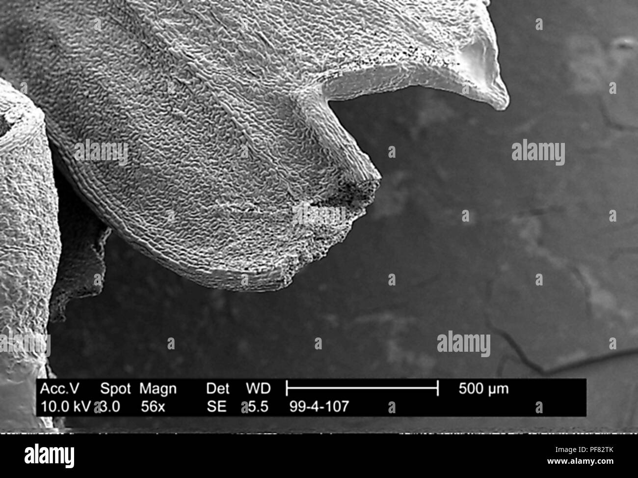 Stark texturierten Oberfläche einer petersilie Blatt im 56x vergrößert dargestellt Rasterelektronenmikroskopische (SEM) Bild, 1999. Mit freundlicher Seuchenkontrollzentren (CDC)/Janice Haney Carr. () Stockfoto