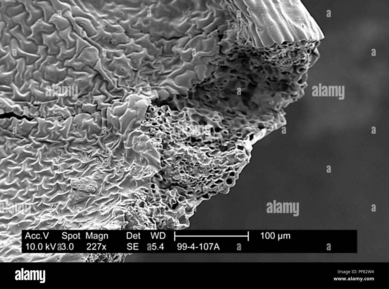 Stark texturierten Oberfläche einer petersilie Blatt im 227x vergrößert dargestellt Rasterelektronenmikroskopische (SEM) Bild, 1999. Mit freundlicher Seuchenkontrollzentren (CDC)/Janice Haney Carr. () Stockfoto