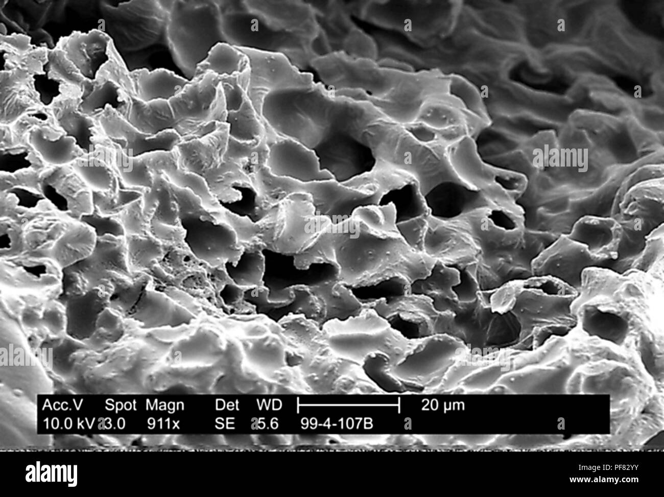 Stark texturierten Oberfläche einer petersilie Blatt 911 x vergrößert dargestellt Rasterelektronenmikroskopische (SEM) Bild, 1999. Mit freundlicher Seuchenkontrollzentren (CDC)/Janice Haney Carr. () Stockfoto
