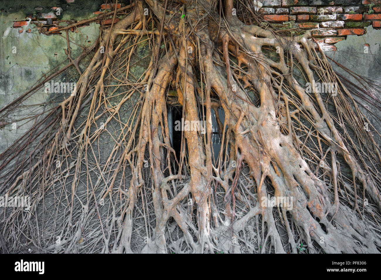 Wand und Fenster von Banyan Tree Wurzeln im Baumhaus in Anping district Tainan Taiwan abgedeckt: Post apocalytic Gebäude Hintergrund Konzept Stockfoto