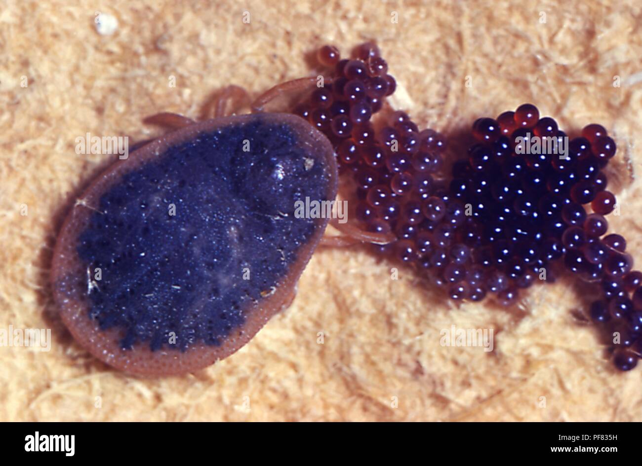 Weibliche weichen Kreuzen (argasidae) zur Festlegung einer Partie Eier, ein Träger der Lyme Krankheit, 1975. Mit freundlicher Seuchenkontrollzentren (CDC). () Stockfoto