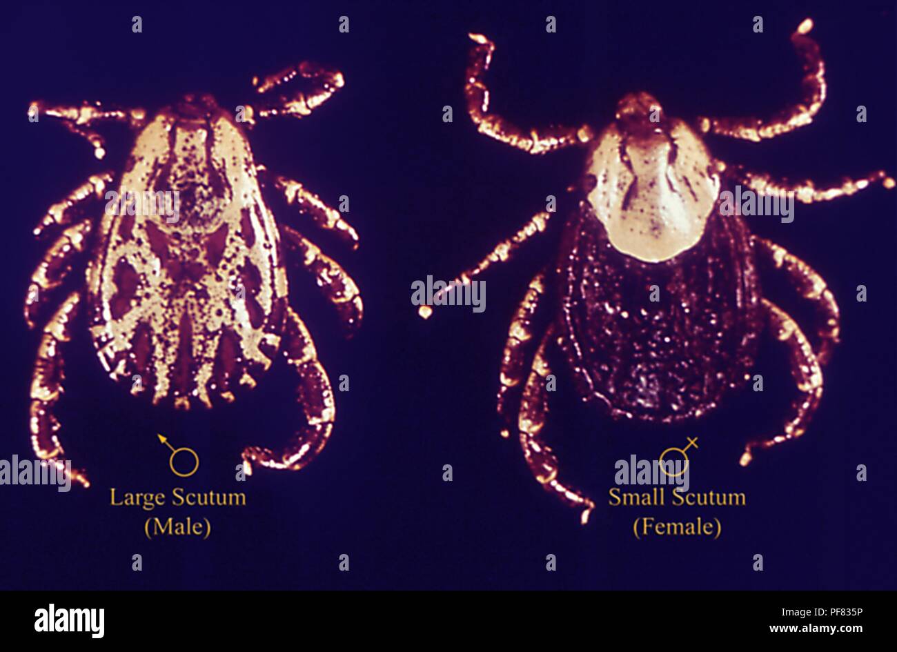 Zwei Ixodidae American dog Zecken (Dermacentor variabilis), ein Mann ist auf der linken Seite, eine Frau ist auf der rechten Seite, 1975. Mit freundlicher Seuchenkontrollzentren (CDC)/Dr Richard Darsie. () Stockfoto