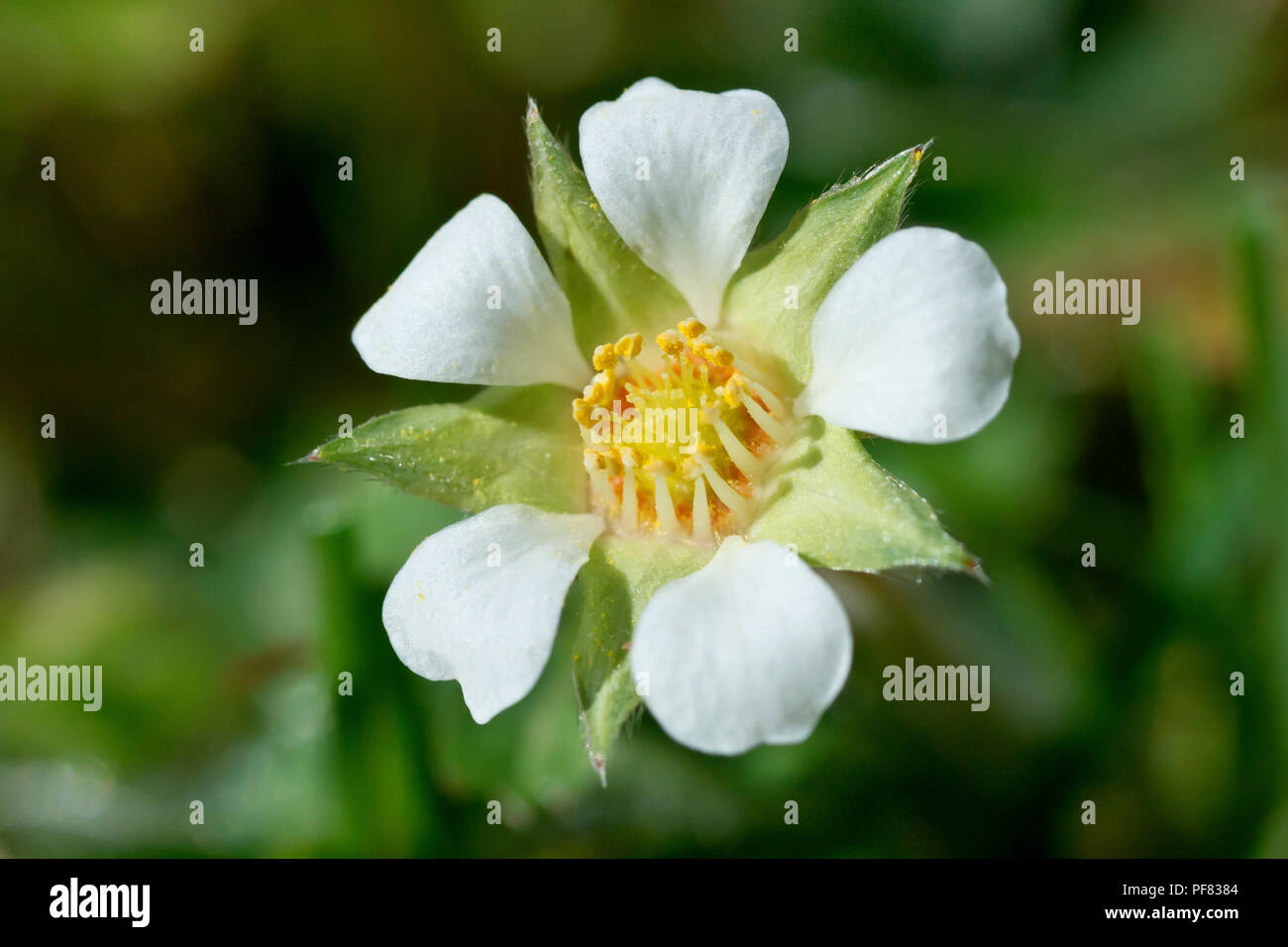 Karge Erdbeere (potentilla sterilis), in der Nähe von einer einzigen Blume. Stockfoto