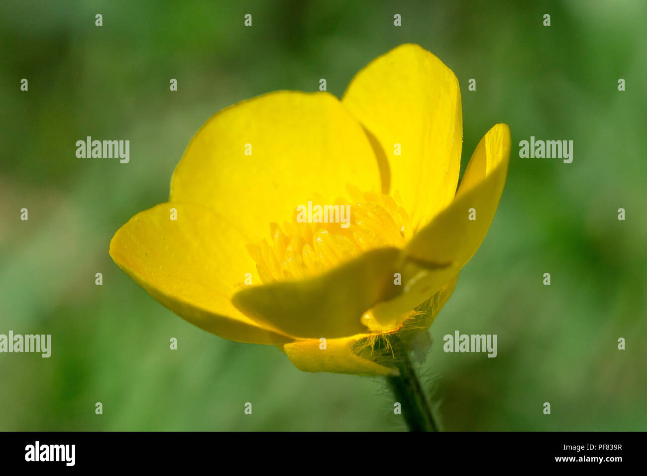 Knolligen Hahnenfuß (Ranunculus bulbosus), Nahaufnahme, wie eine einzelne Blume mit einem grünen Hintergrund. Stockfoto