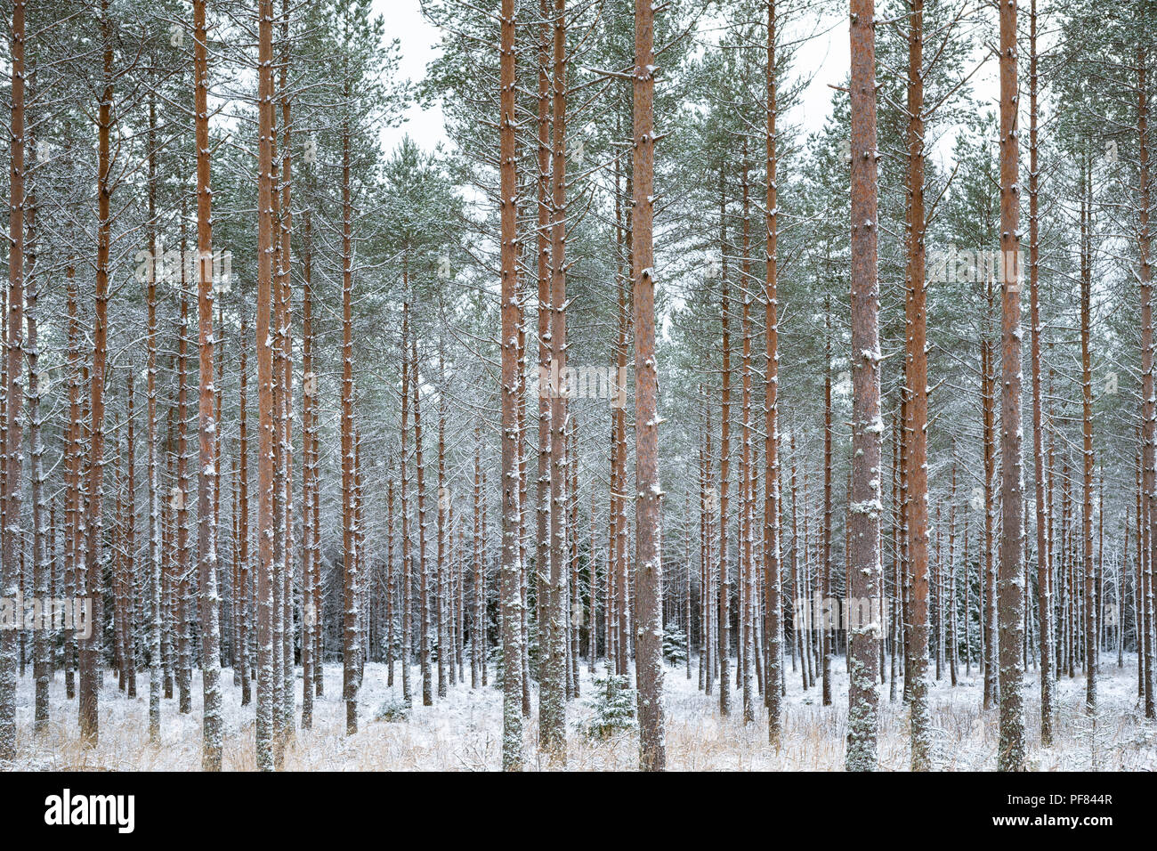 Verschneiten Wald im winter Stockfoto