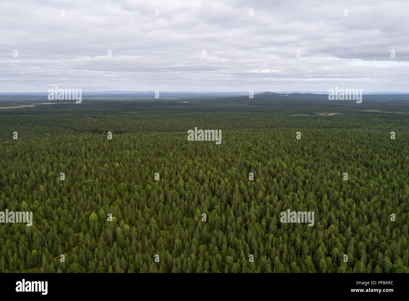 Luftaufnahme von riesigen borealen Wäldern so weit wie Auge sehen kann Stockfoto