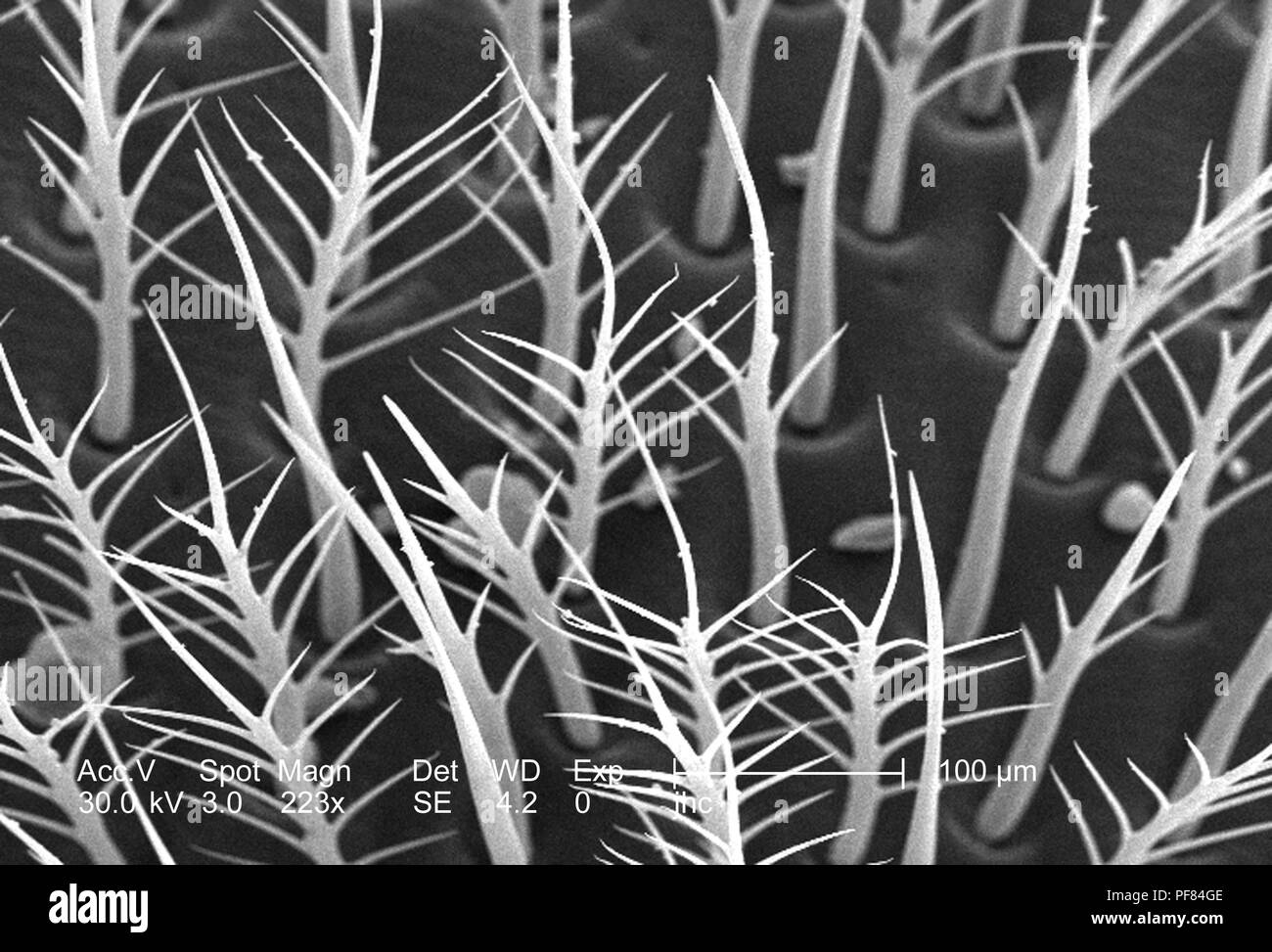 Exoskeletal Oberfläche eines nicht identifizierten grünes Insekt in Decatur, Georgia, in der 223 x ergab vergrößerte Rasterelektronenmikroskopische (SEM) Bild, 2006. Mit freundlicher Seuchenkontrollzentren (CDC)/Janice Haney Carr. () Stockfoto