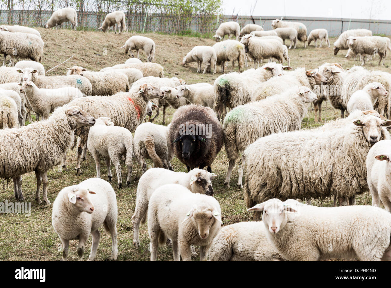 Ein schwarzes Schaf stehend stolz in der Mitte Weg andere weiße Schafe. Stockfoto