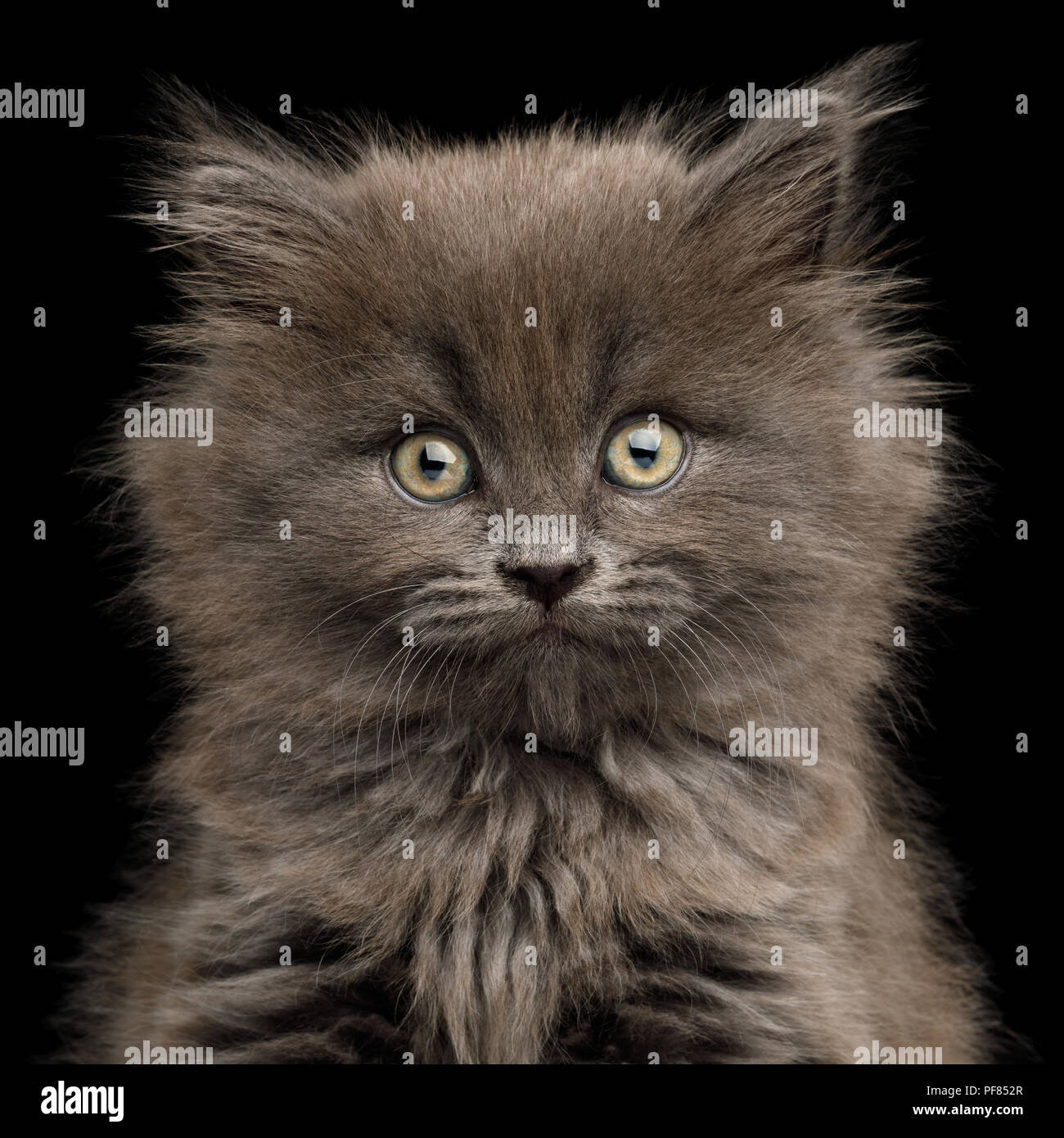Closeup Portrait von Verwunderung graue Kätzchen, starren in die Kamera auf isolierten Schwarzen Hintergrund Stockfoto
