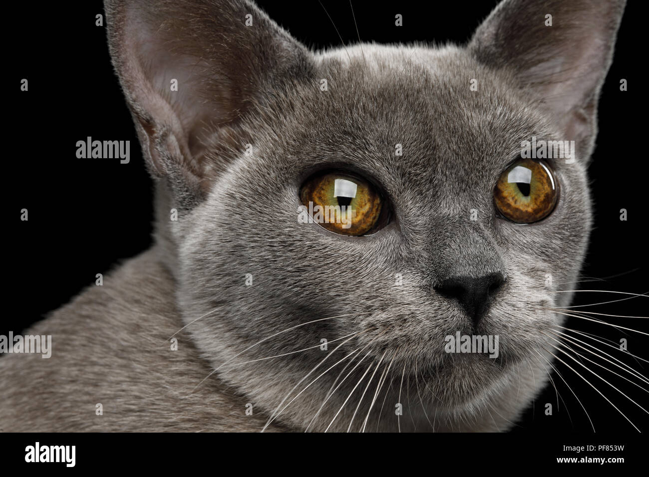 Portrait von Adorable Blue Burmese Cat mit ungewöhnlichen Augen auf schwarzem Hintergrund isoliert, Vorderansicht Stockfoto