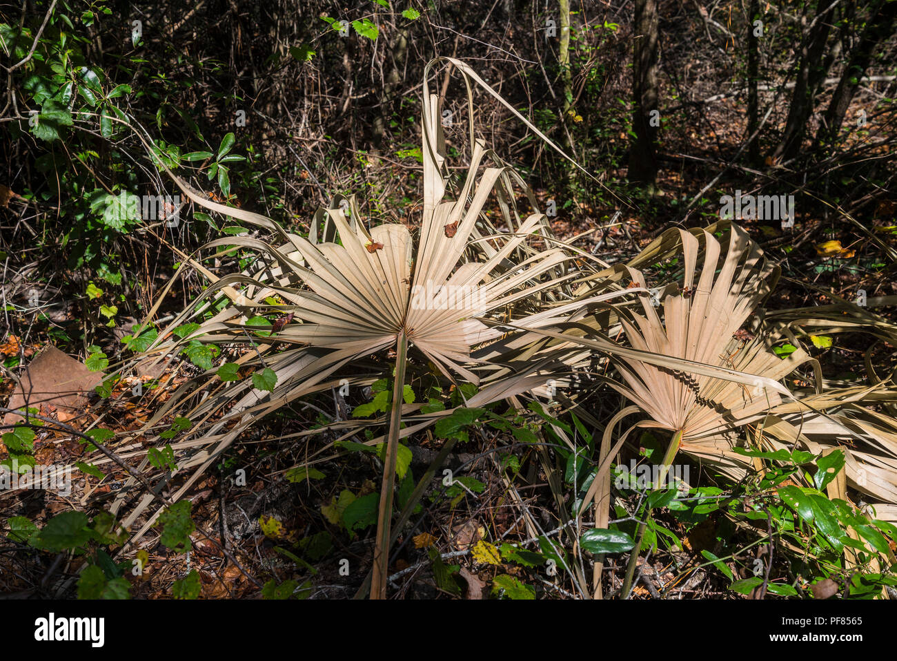 Tot Palmwedel sitzt unter Ablagerungen auf North Florida Waldboden. Stockfoto