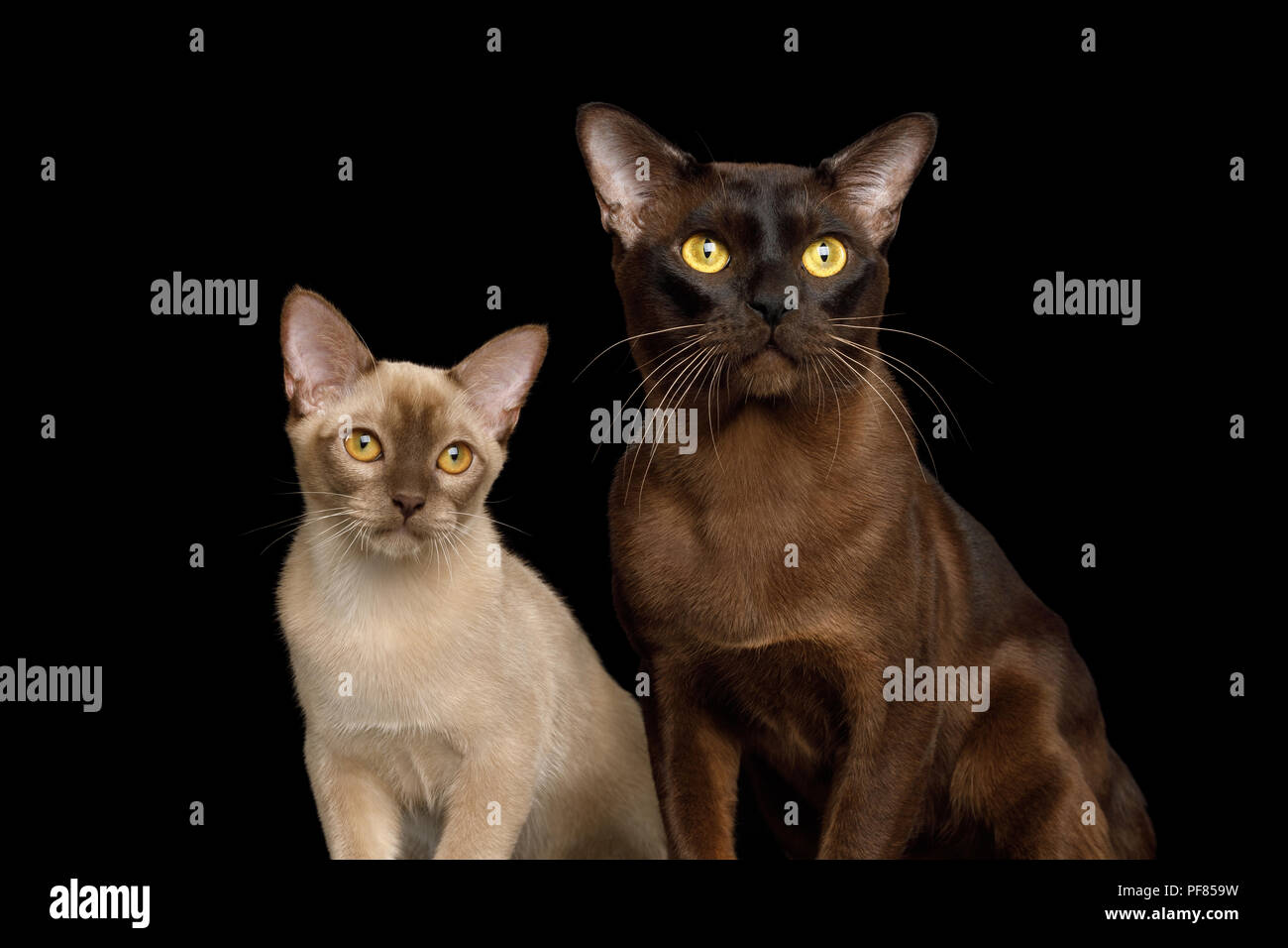 Portrait von wunderschönen Sable und Schokolade birmanische Katzen isoliert schwarzer Hintergrund Stockfoto