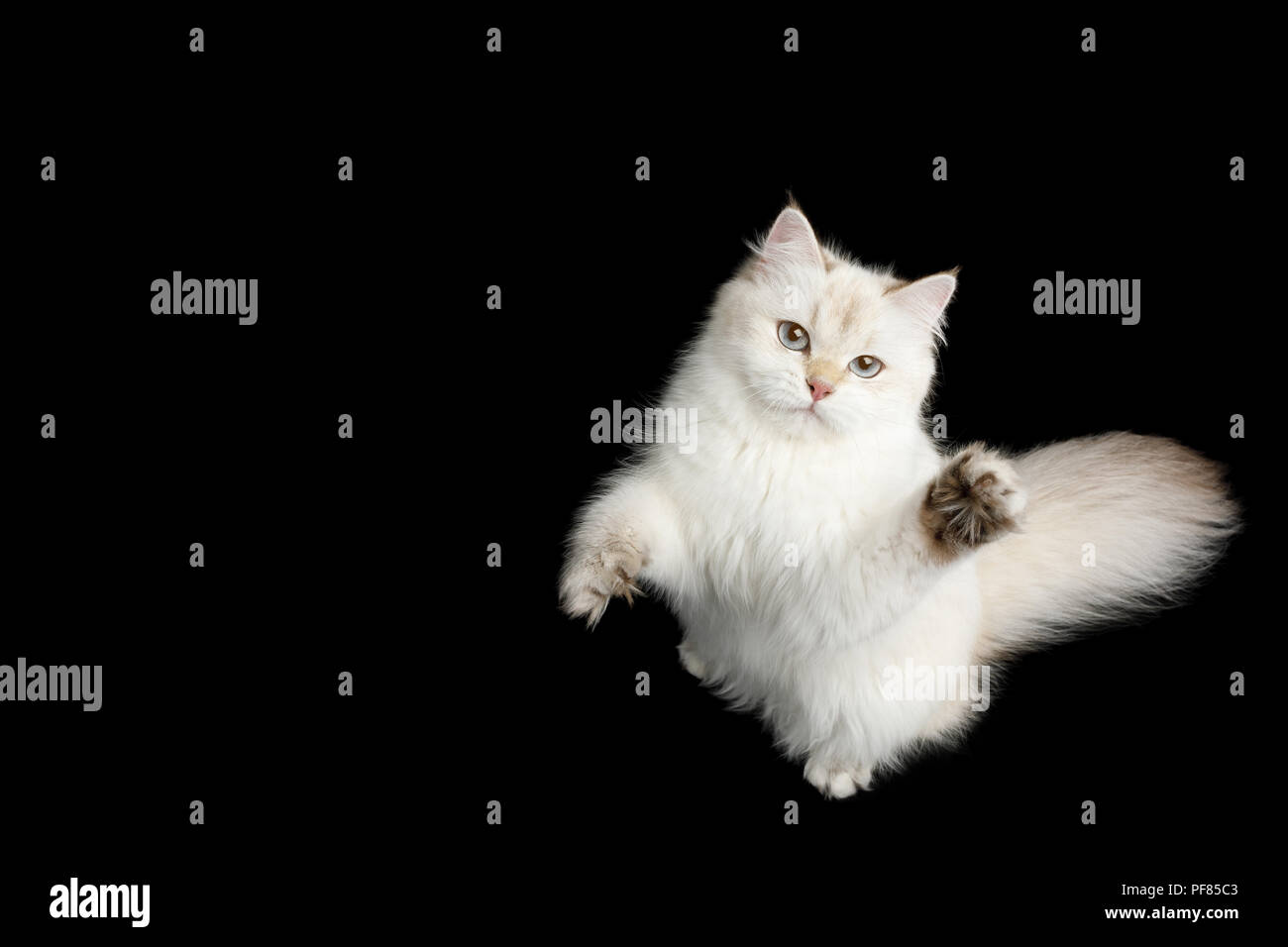 Britische Rasse Katze Farbe Punkt Fell Und Blaue Augen