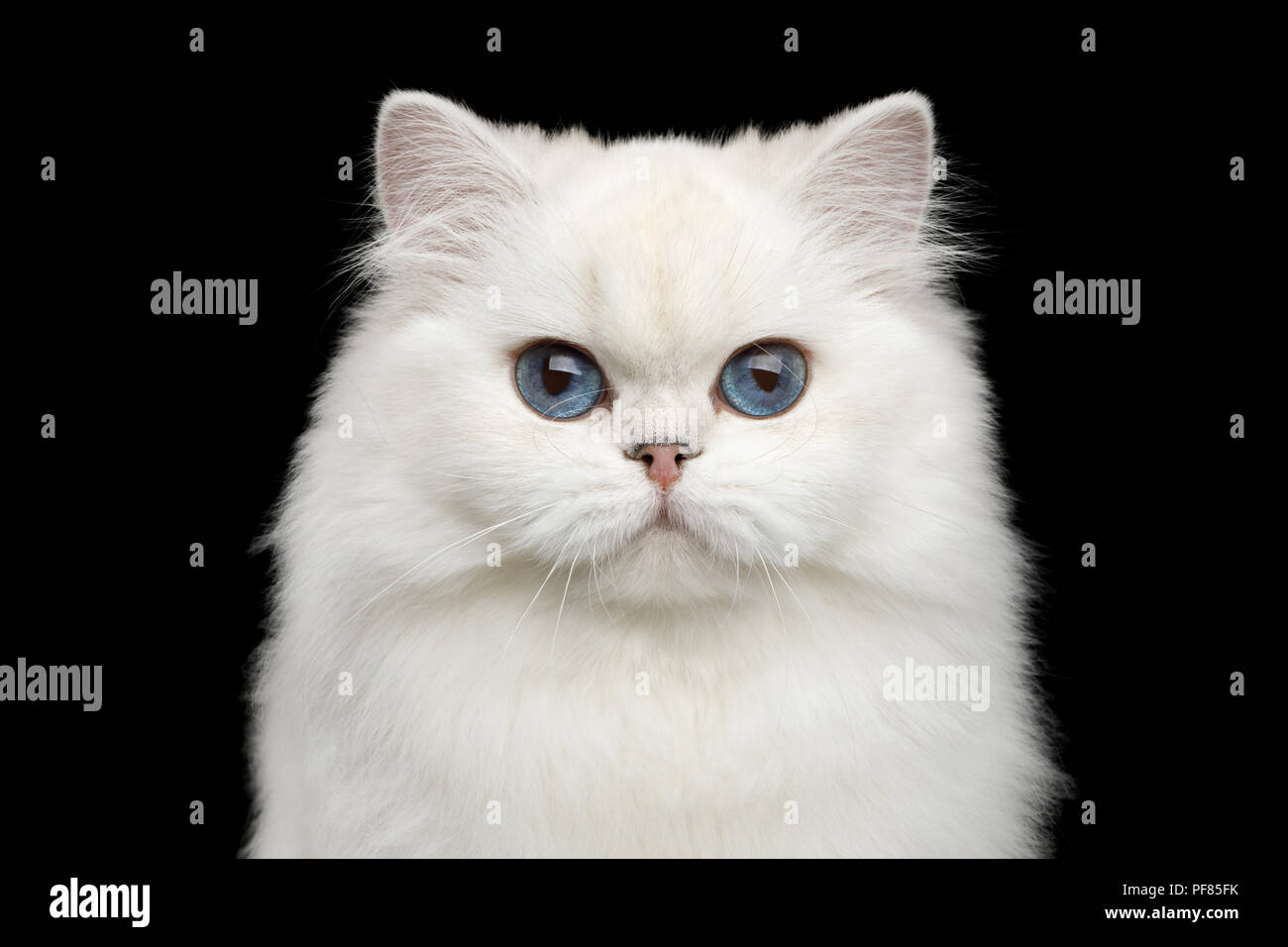 Adorable Porträt der britischen Rasse Katze, reine Farbe Weiß mit blauen  Augen, in die Kamera schauen auf Isolierte schwarze Hintergrund,  Vorderansicht Stockfotografie - Alamy
