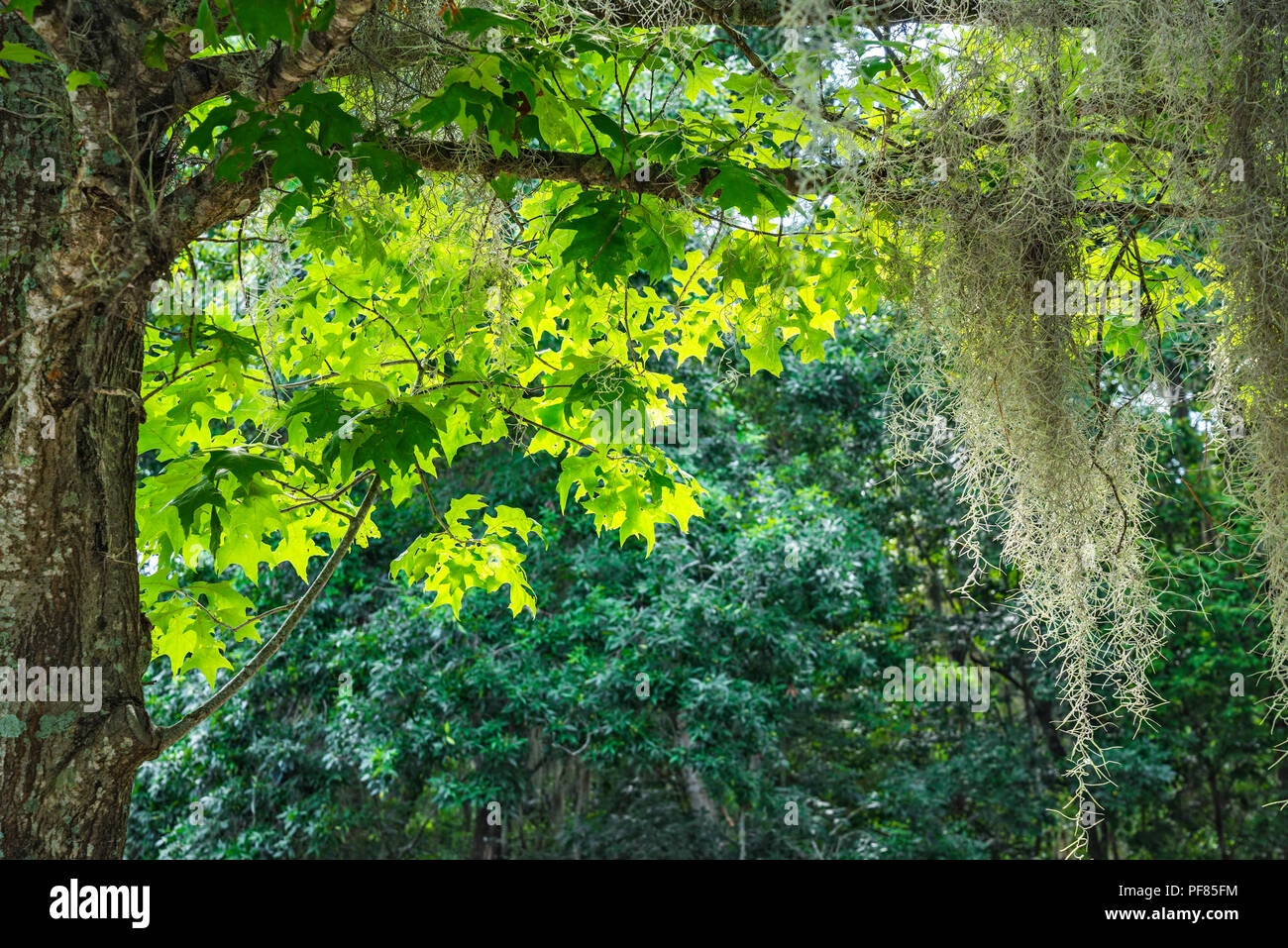 Neue Feder Wachstum und spanischen Moos auf einer North Florida Baum. Stockfoto