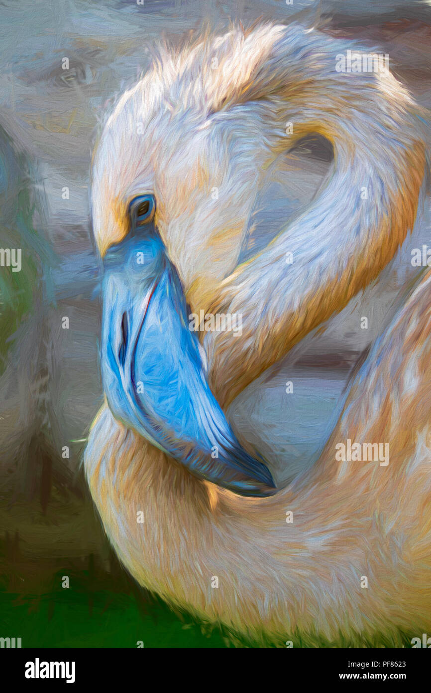 Kinder größere Flamingo, Phoenicopterus roseus - Captive Muster Stockfoto