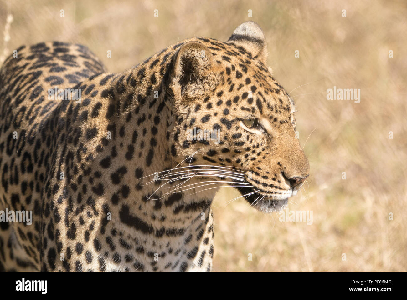 Leoparden in Südafrika Game Park Stockfoto