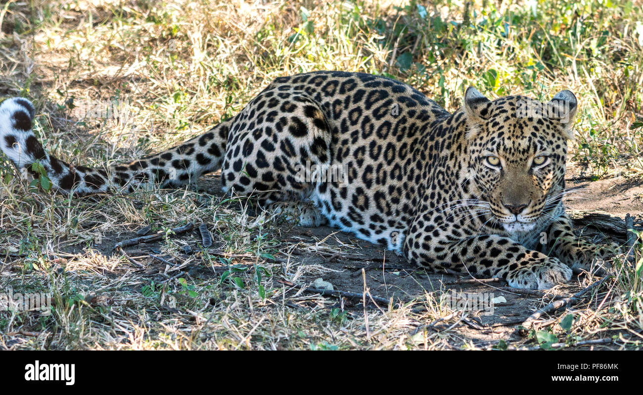 Leoparden in Südafrika Game Park Stockfoto