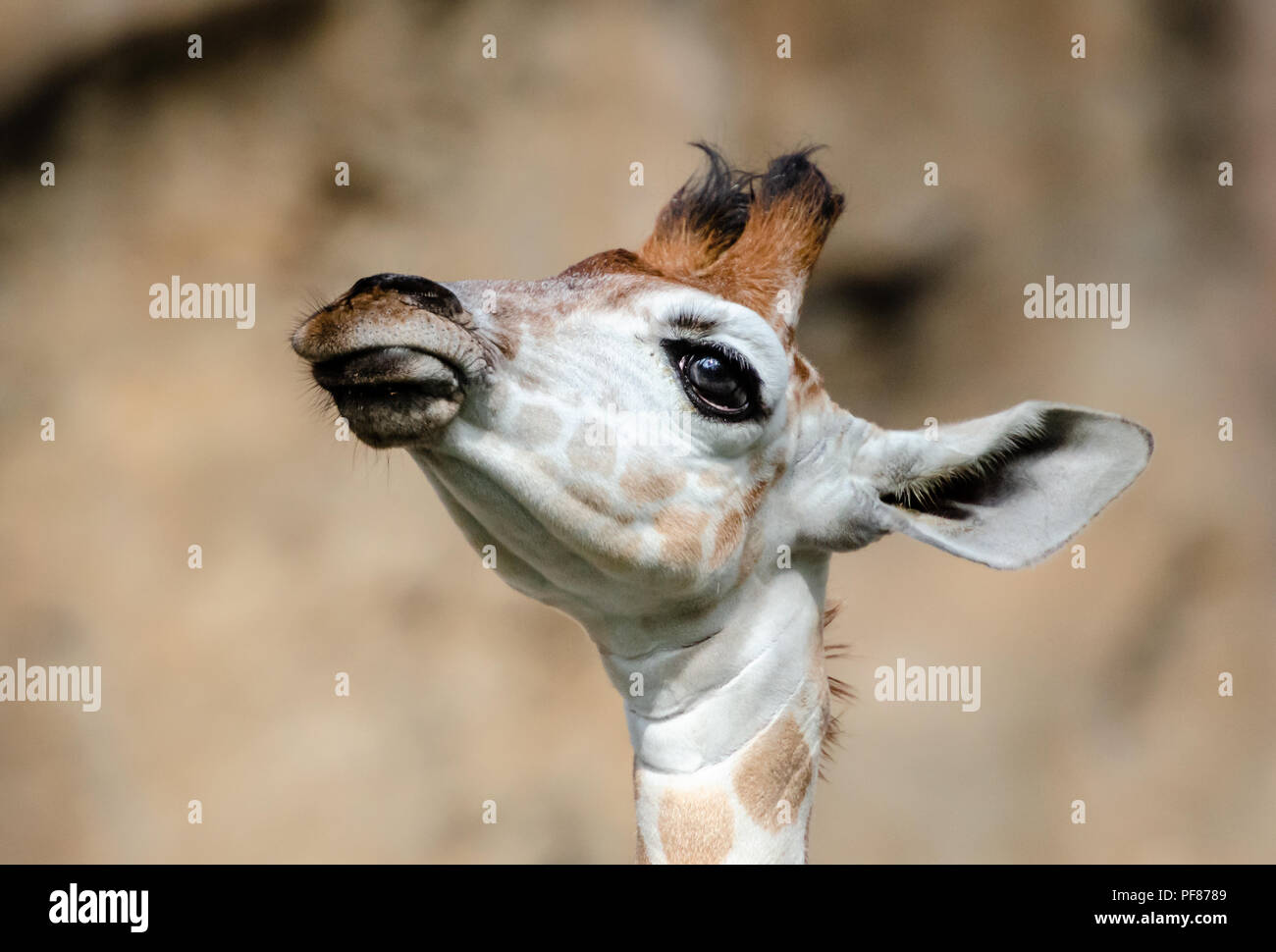 Baby Giraffe in Spielen Stockfoto