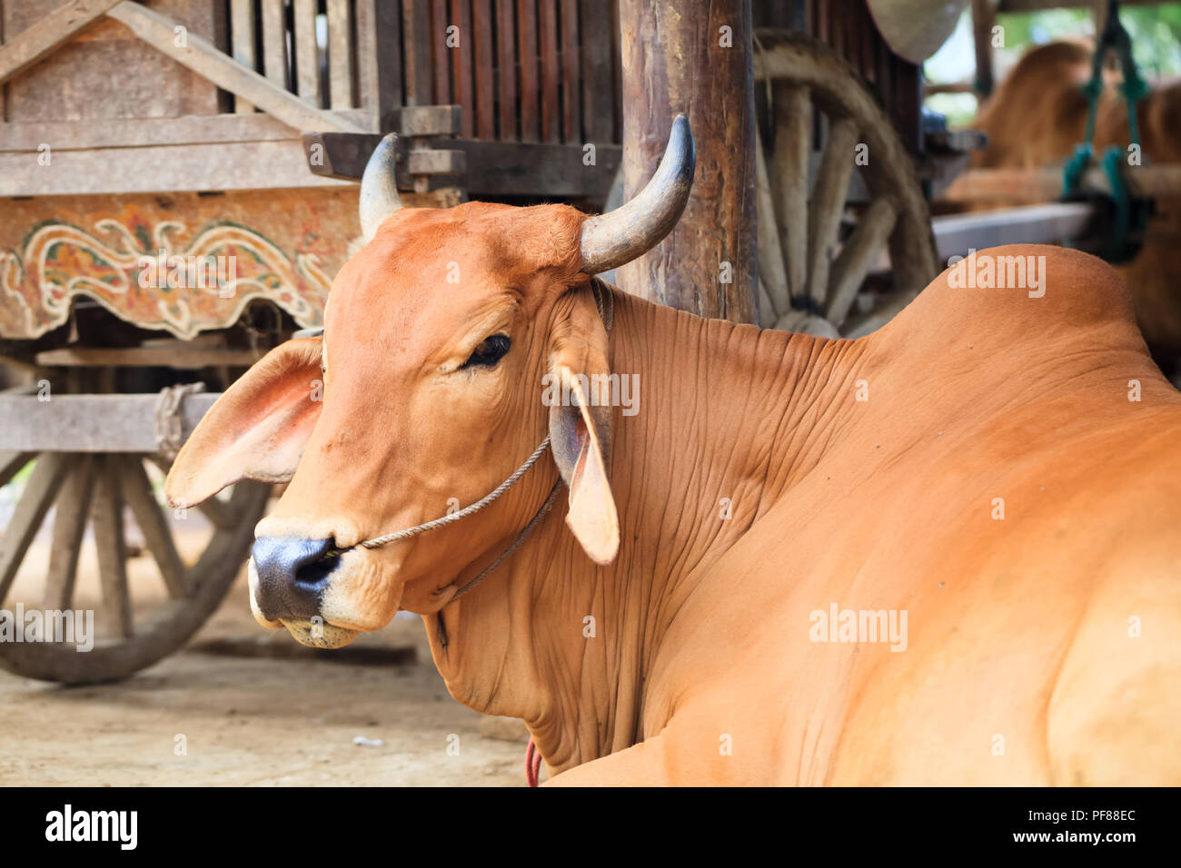 Ox Ochsenkarren traditionelle Taxi in Costa Rica Stockfoto