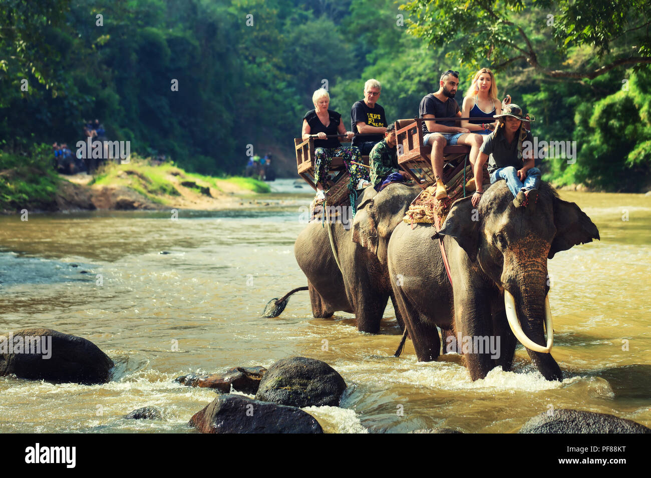 Elefanten & THAILAND ELEFANTEN ERFAHRUNG Stockfoto