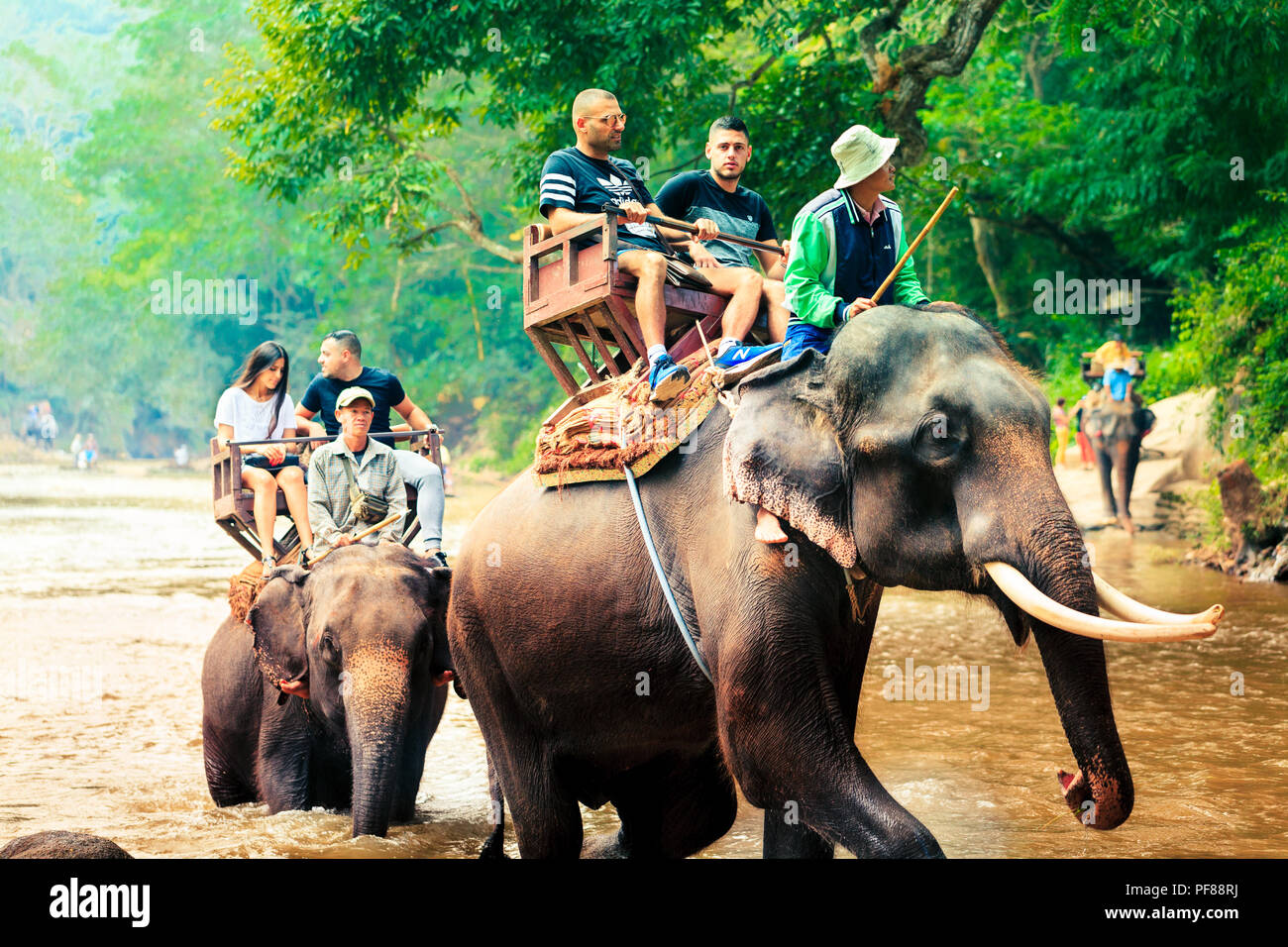 Elefanten & THAILAND ELEFANTEN ERFAHRUNG Stockfoto